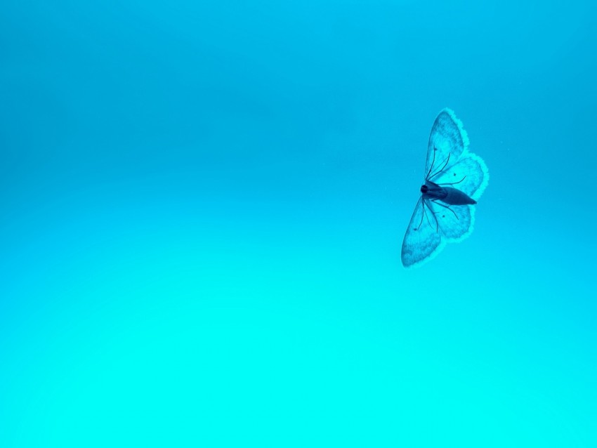 butterfly, blue, background, insect, gradient