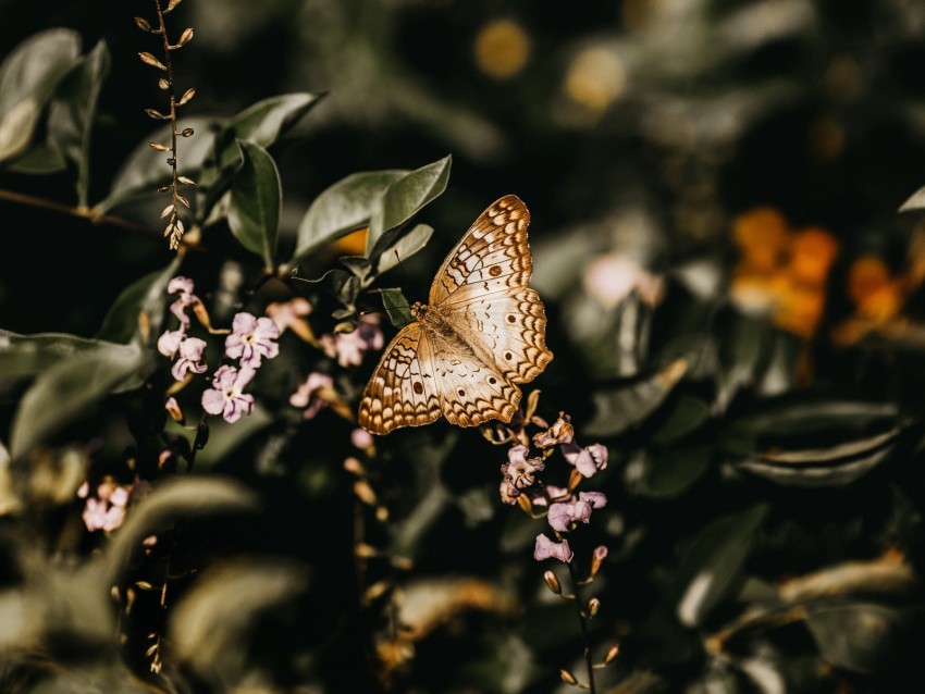 butterfly, branch, flowers, closeup