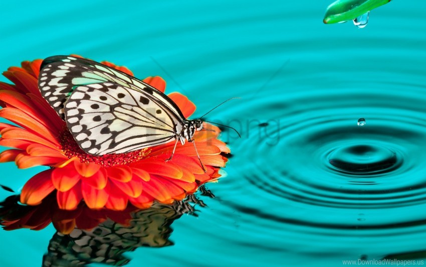 butterfly, flower, orange daisy, water ripple, nature, insect, delicate wings