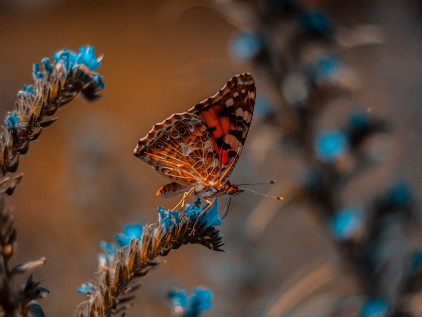 Butterfly Flower Macro Insect Background