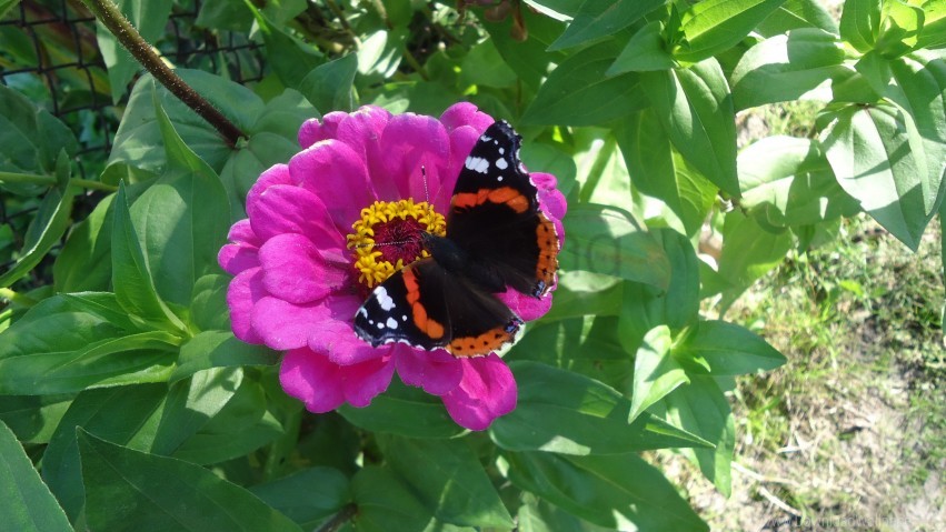 butterfly, pink flower, garden plant, nature, colorful insect, blooming flora, pollinator