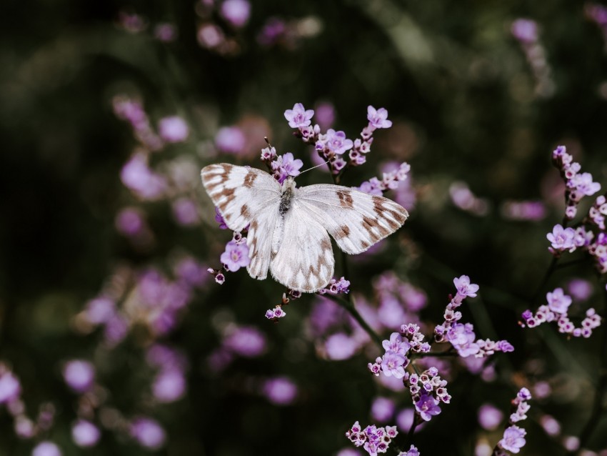 butterfly, flowers, insect, bloom, macro