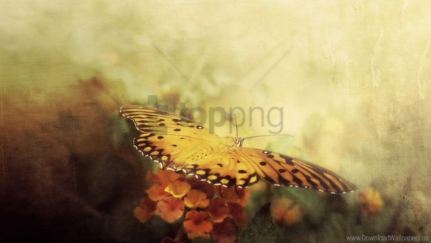 butterfly, orange wings, garden flowers, nature beauty, vibrant colors, pollinator, insect