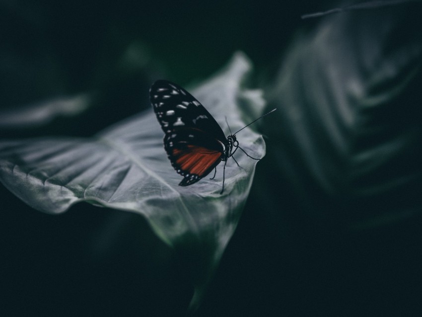 Butterfly Insect Macro Leaf Blur Closeup Background