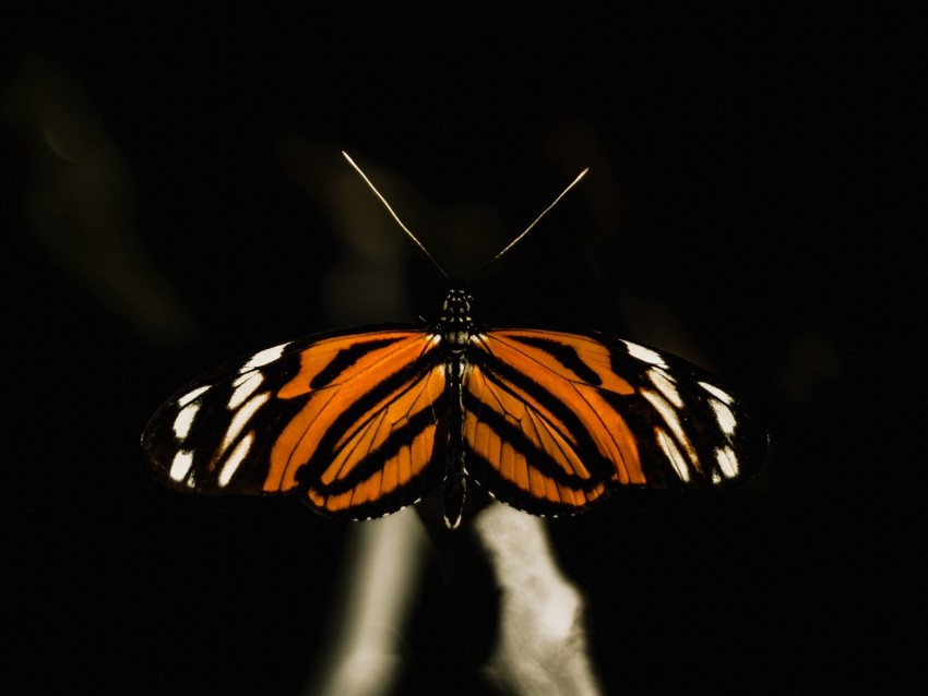 Butterfly Insect Wings Macro Background