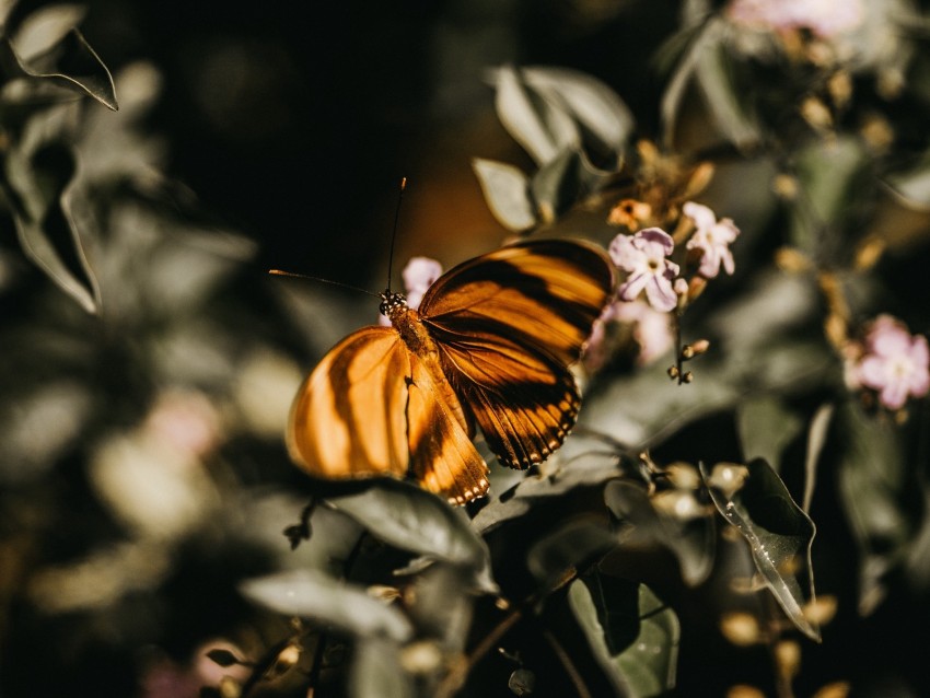 butterfly, lilac, branch, flowers, insect