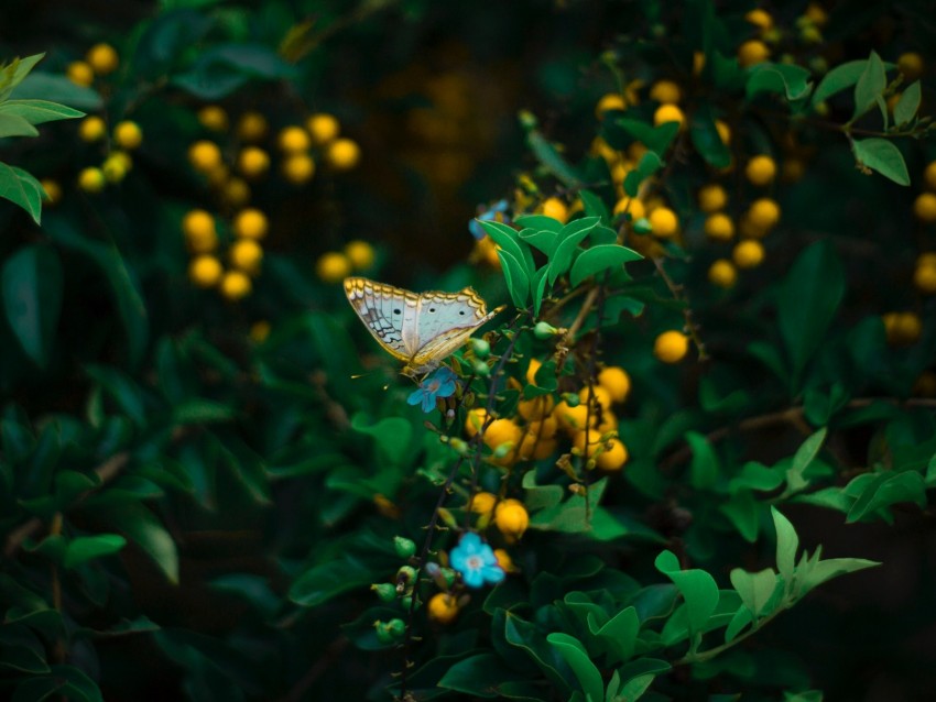 butterfly, plant, flowers, leaves, macro, wildlife