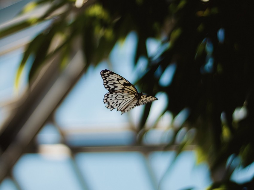 butterfly, spotted, flying, insect, lepidoptera, wings