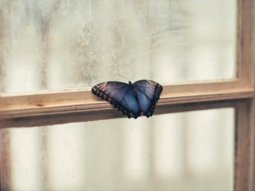 Butterfly Window Wings Patterns Frame Background