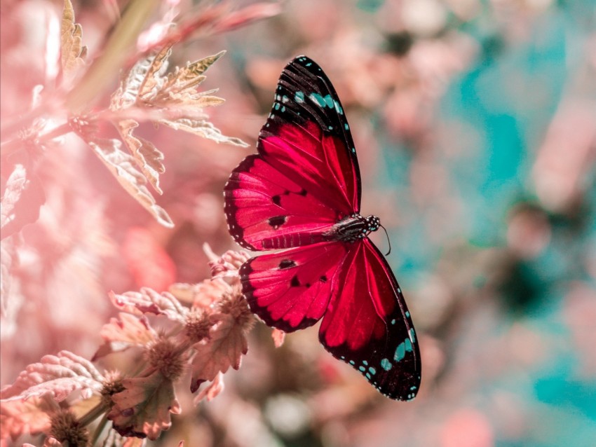 butterfly, wings, insect, grass, bright, macro