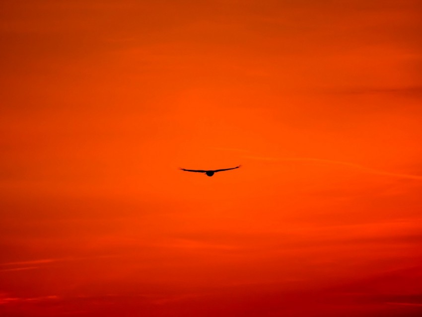 buzzard, bird, sky, flight, orange, bright, wings