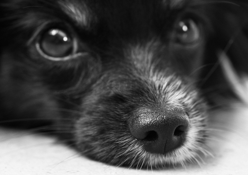 dog, pet, canine, animal, black fur, puppy, close-up