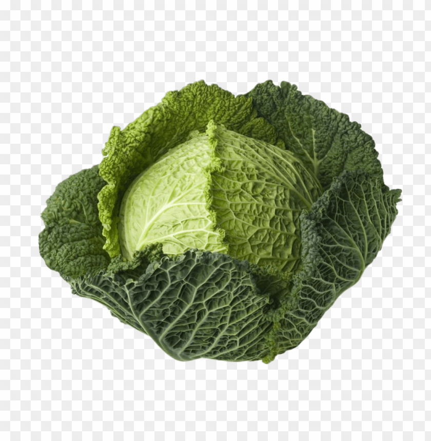 
cabbage
, 
vegetables
, 
green
, 
food
, 
cale
, 
nonesense
