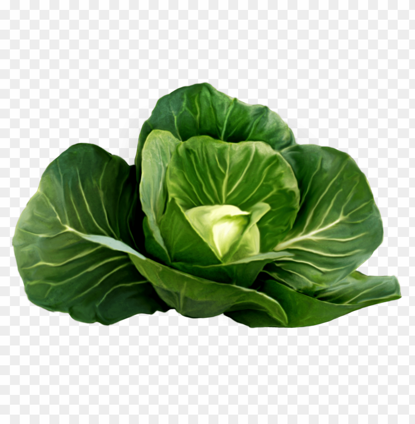 
cabbage
, 
plant
, 
vegetables
, 
green
