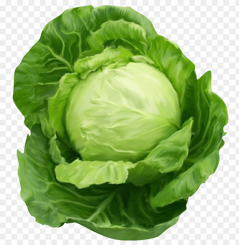 
cabbage
, 
plant
, 
vegetables
, 
green
