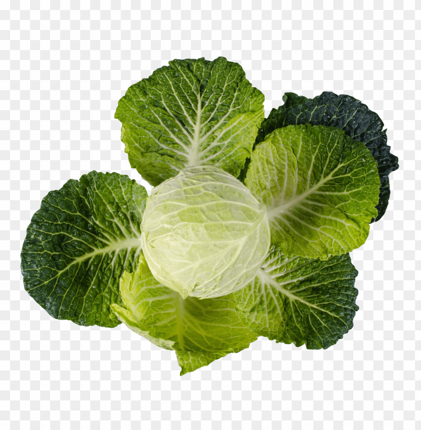 Fresh green cabbage with leaves on a transparent background.