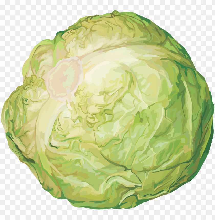 
cabbage
, 
plant
, 
vegetables
, 
green
