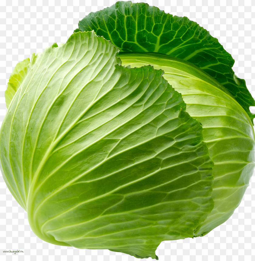 
cabbage
, 
plant
, 
vegetables
, 
green
