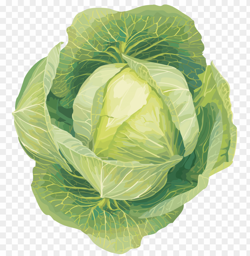 
cabbage
, 
plant
, 
vegetables
, 
green
