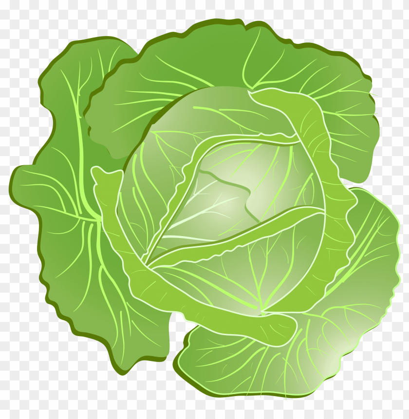 
cabbage
, 
plant
, 
vegetables
, 
green
