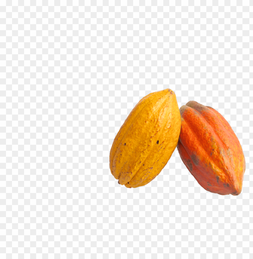 
cacao
, 
cacao bean
, 
cocoa
, 
theobroma cacao
