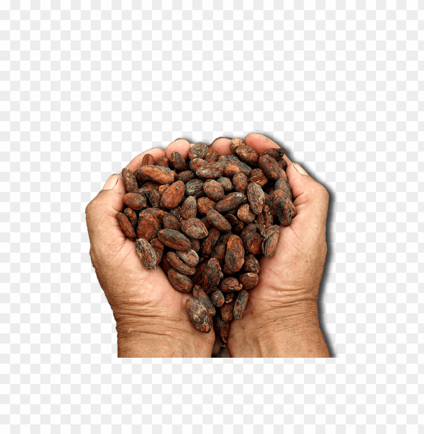 
cacao
, 
cacao bean
, 
cocoa
, 
theobroma cacao
