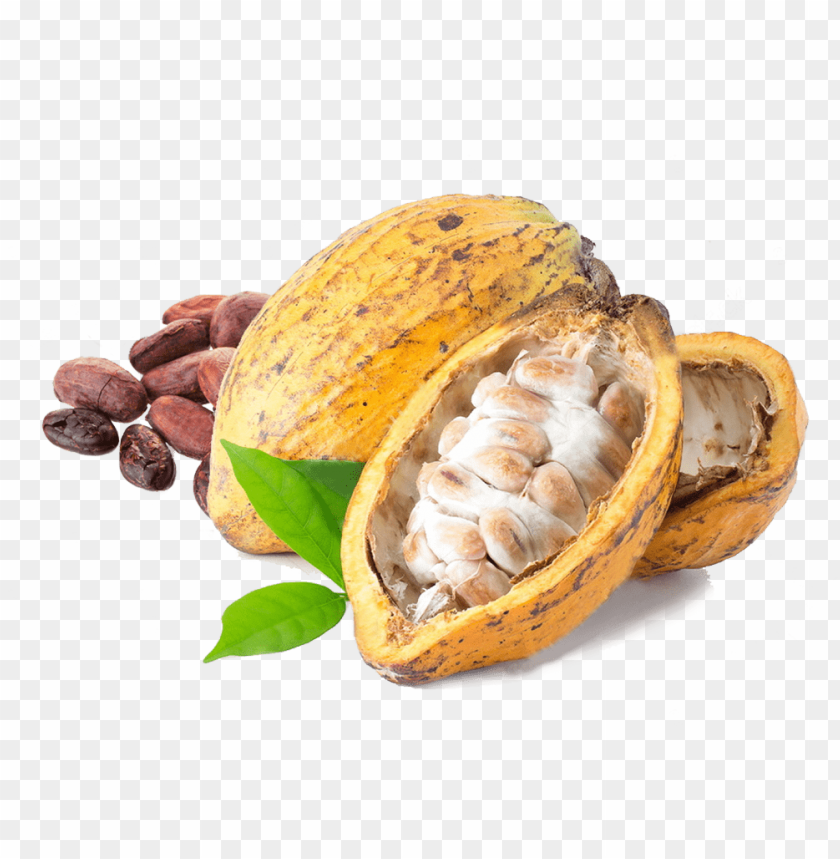 Cacao, Chocolate production, Health benefits, Sustainable farming, Culinary uses