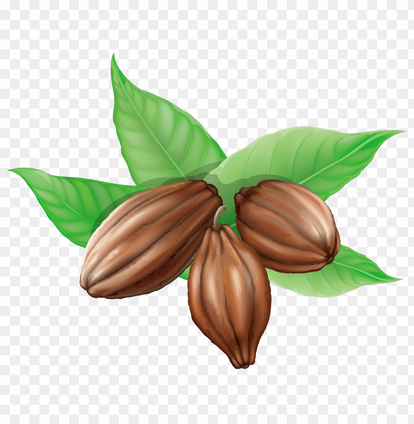 
cacao
, 
cacao bean
, 
cocoa
, 
theobroma cacao
