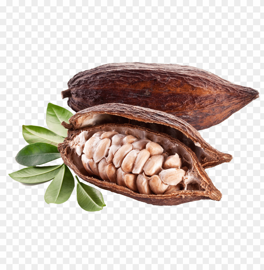 
cacao
, 
bones
, 
frontal
, 
openad
, 
fruit
, 
halved
