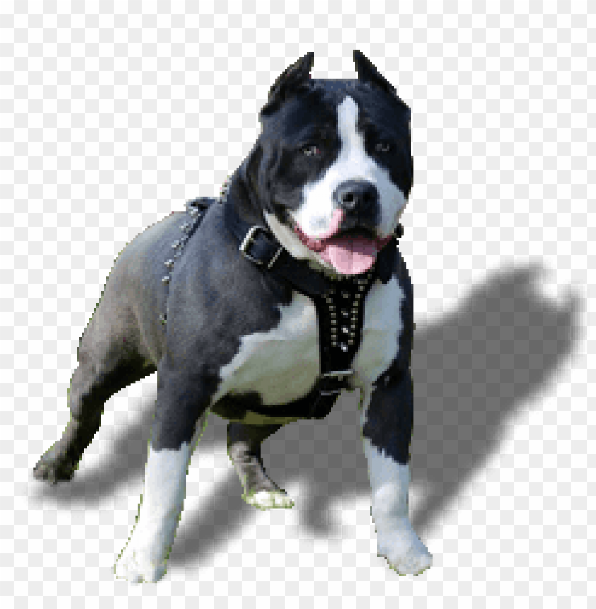 cachorro pitbull