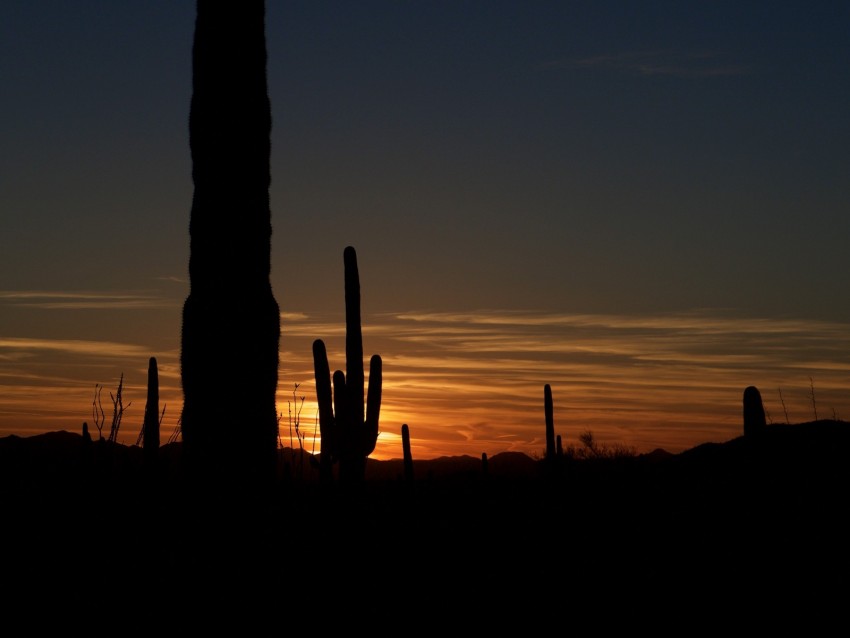 cacti, outlines, valley, darkness, night