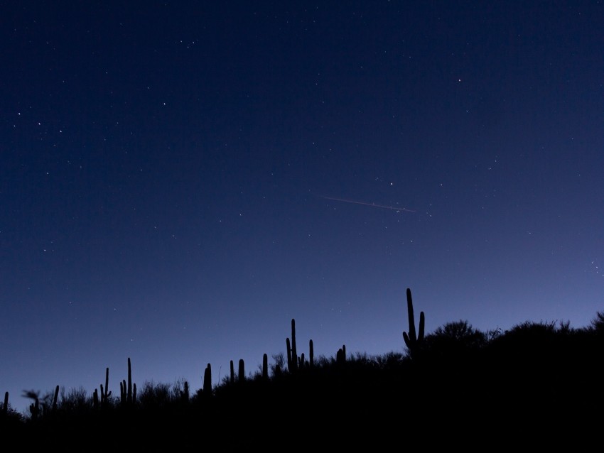 cacti, slope, night, silhouettes, starry sky