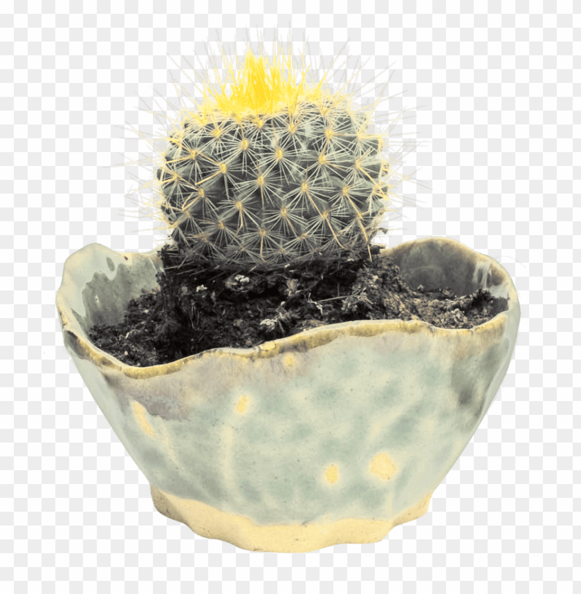 
nature
, 
plant
, 
green
, 
hot
, 
desert
, 
outdoor
, 
cactus
