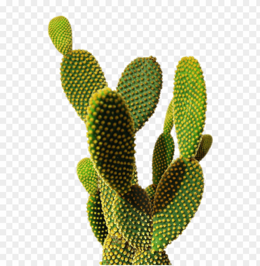 
nature
, 
plant
, 
green
, 
hot
, 
desert
, 
outdoor
, 
cactus
