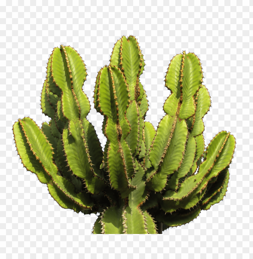 
nature
, 
plant
, 
green
, 
hot
, 
desert
, 
outdoor
, 
cactus
