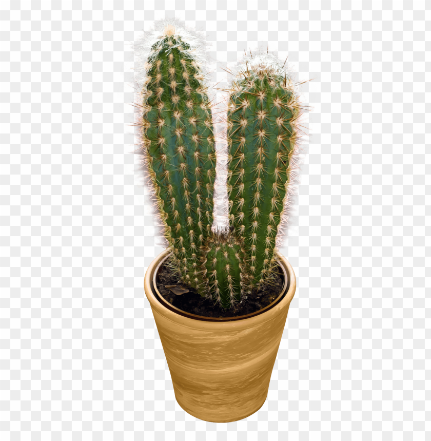 
nature
, 
plant
, 
green
, 
hot
, 
desert
, 
outdoor
, 
cactus
