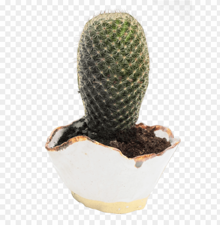 
plant
, 
cactus
, 
cacti
, 
cactaceae
