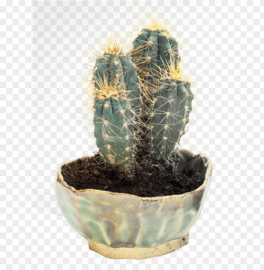 
plant
, 
cactus
, 
cacti
, 
cactaceae
