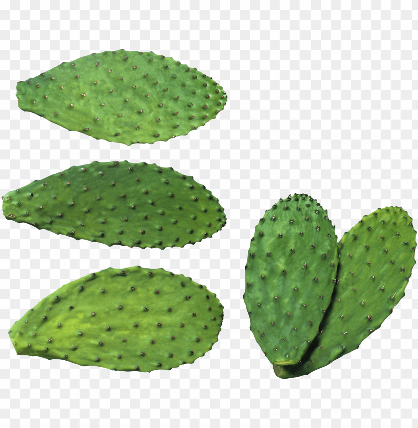 
plant
, 
cactus
, 
cacti
, 
cactaceae
