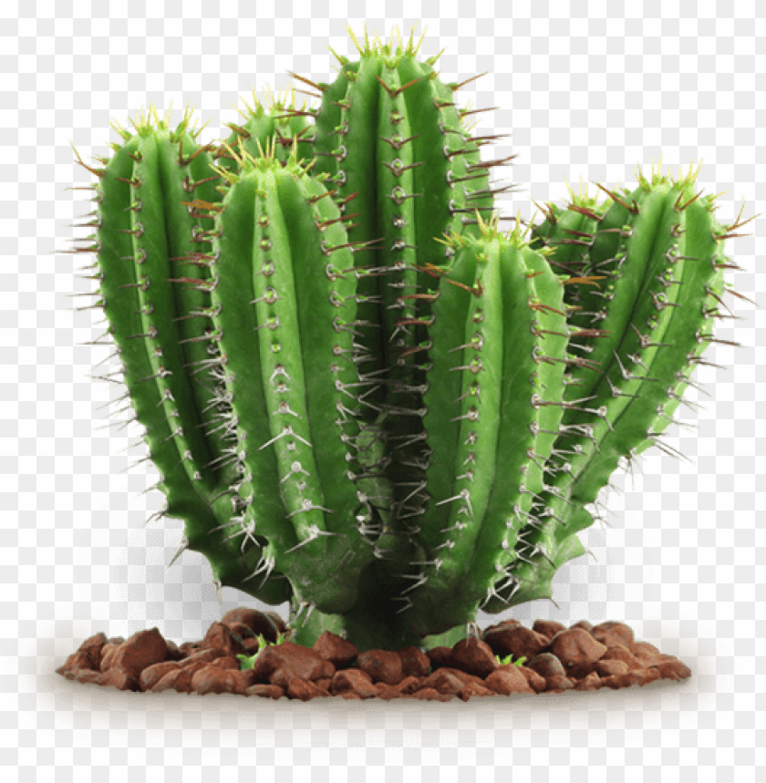 cactus plant, green succulent, desert flora, spiky vegetation, drought-resistant plant, xerophytic species, ornamental cactus