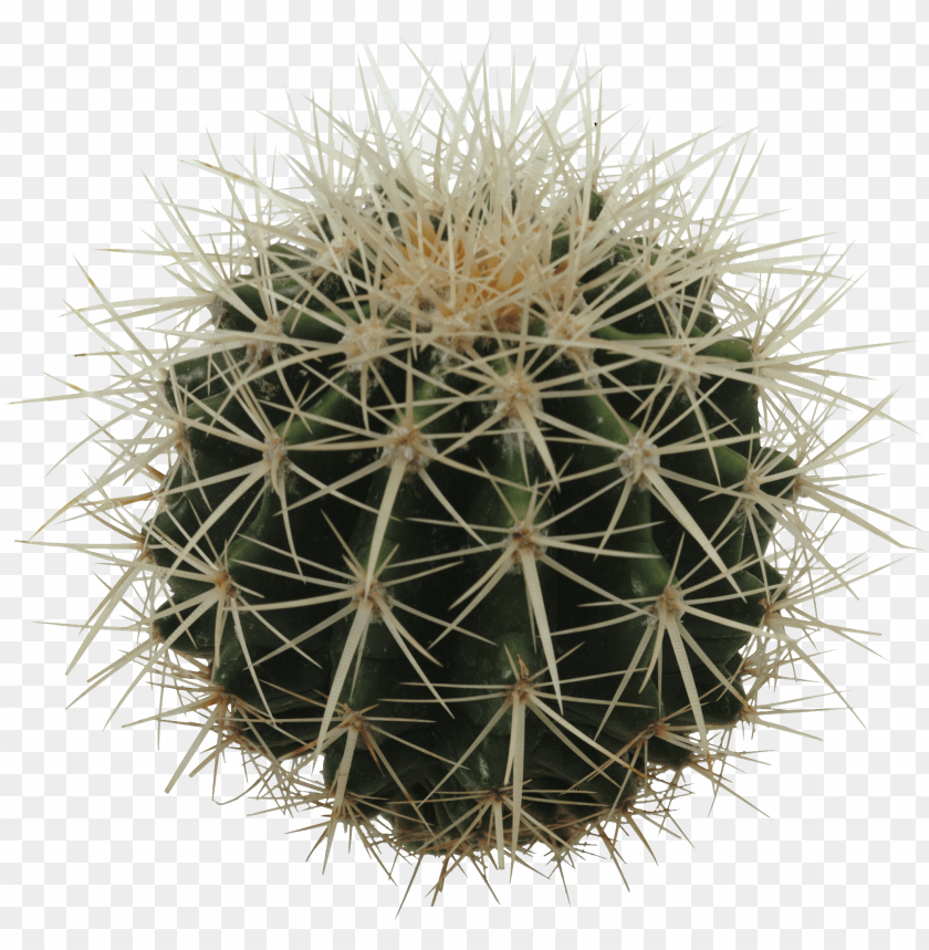 cactus, green plant, spiky texture, desert flora, succulent, natural decoration, tropical greenery