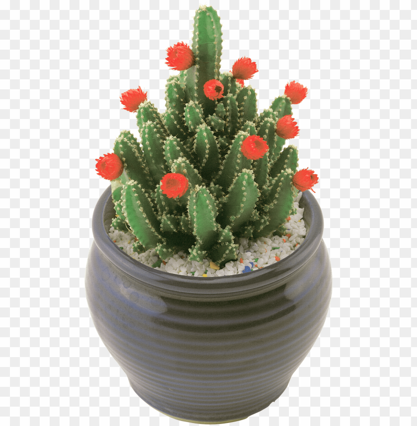 cactus, succulent plant, decorative pot, green foliage, red flowers, indoor gardening, floral decoration