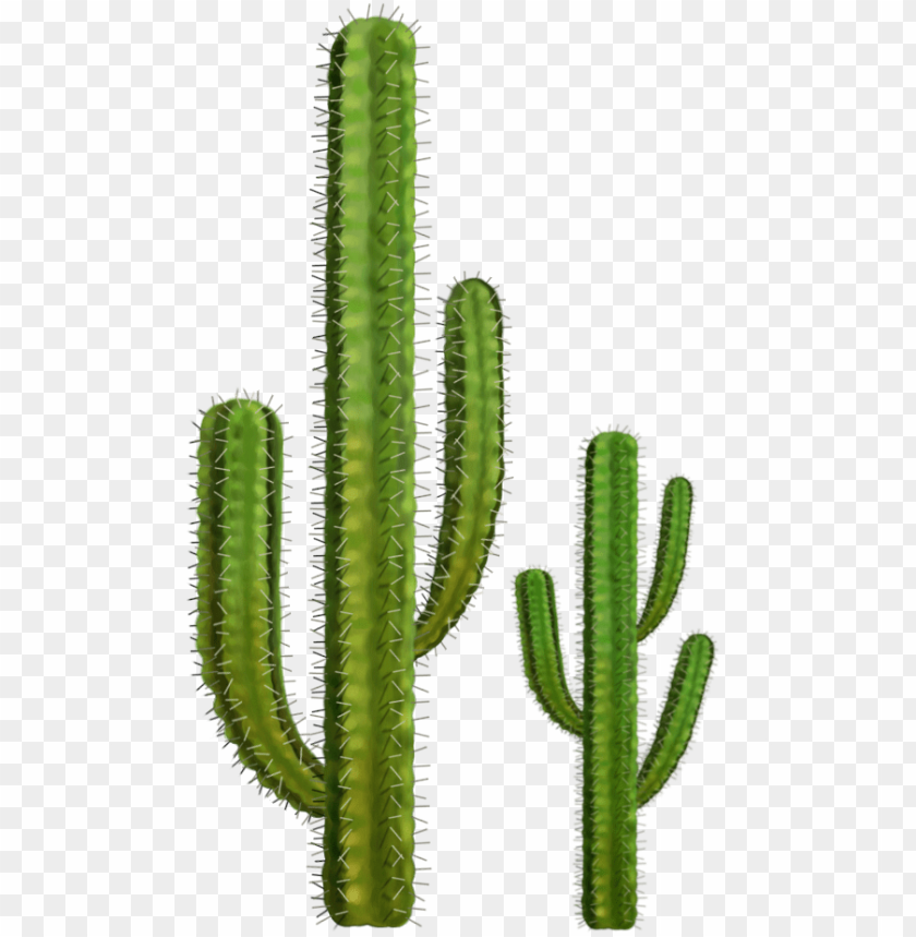 cactus, green plant, desert vegetation, tall succulents, spiky texture, botanical decor, nature illustration