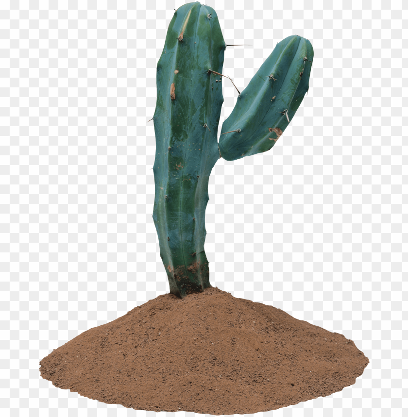 cactus, desert plant, succulent, green cactus, nature plant, sandy soil, arid environment