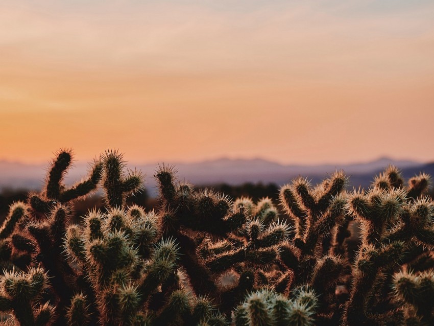 Cactus Desert Wilderness Spiny Evening Joshua Tree National Park California Usa Background