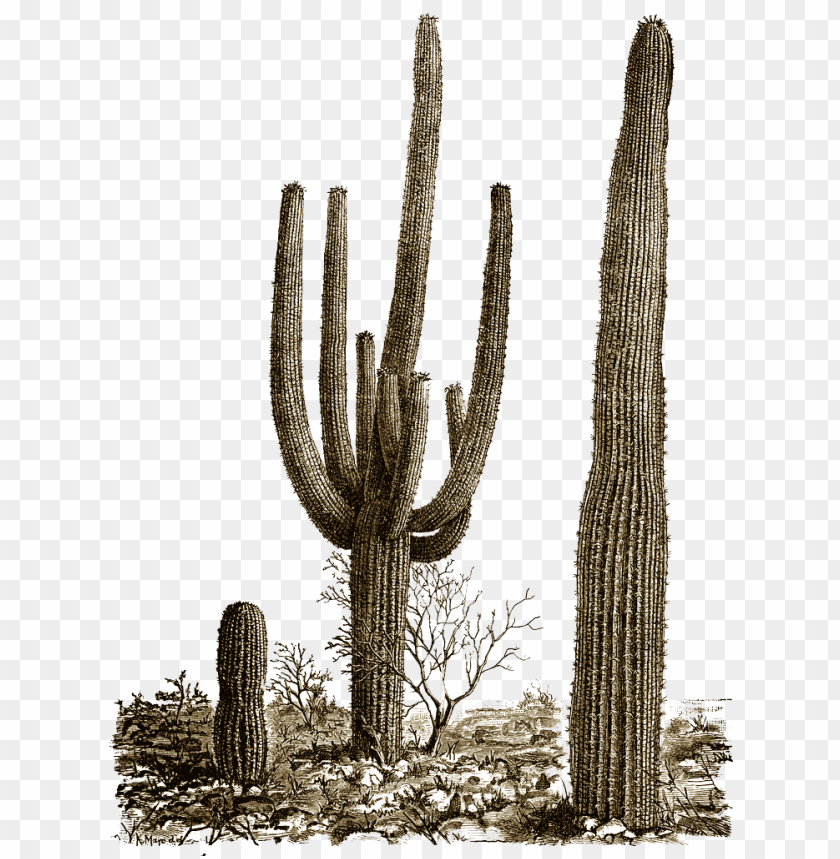 cactus, prickly pear,صبار