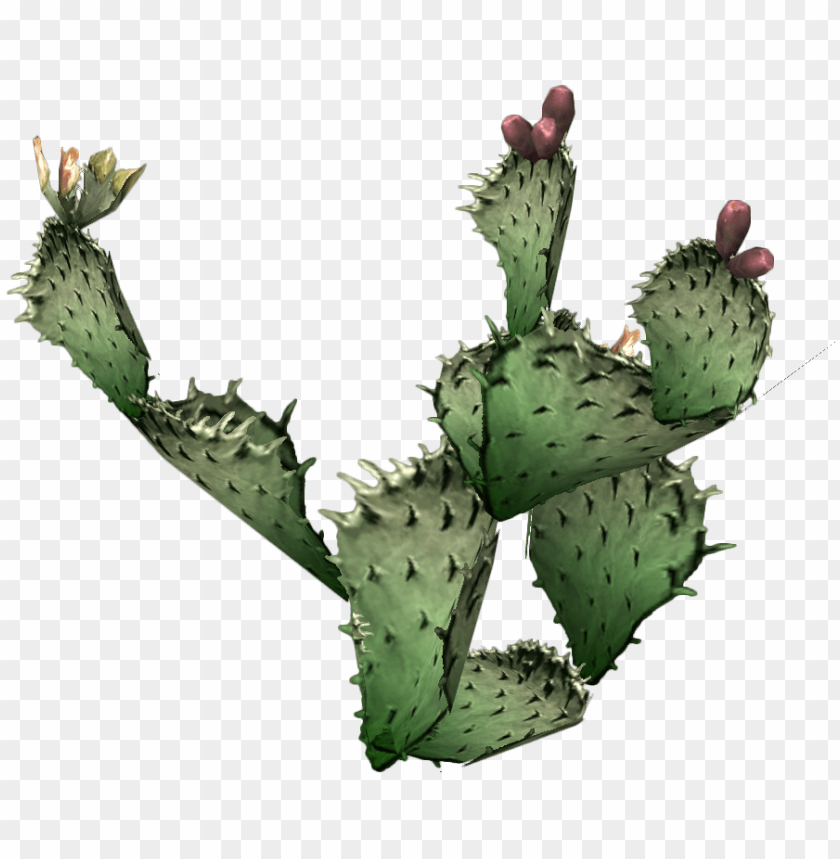 cactus, prickly pear,صبار