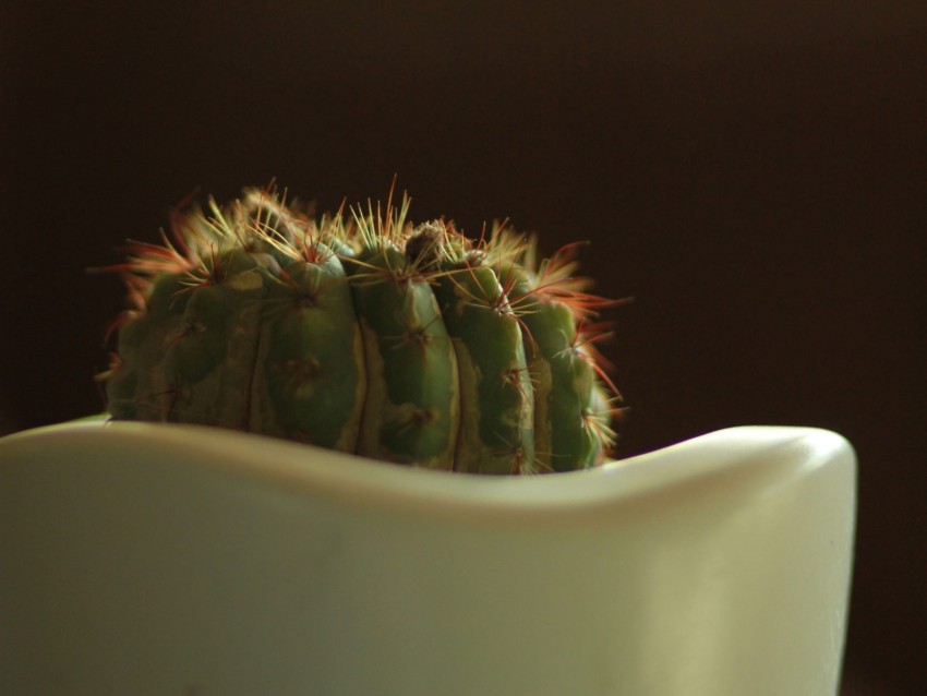 Cactus Prickly Closeup Pot Bokeh Background