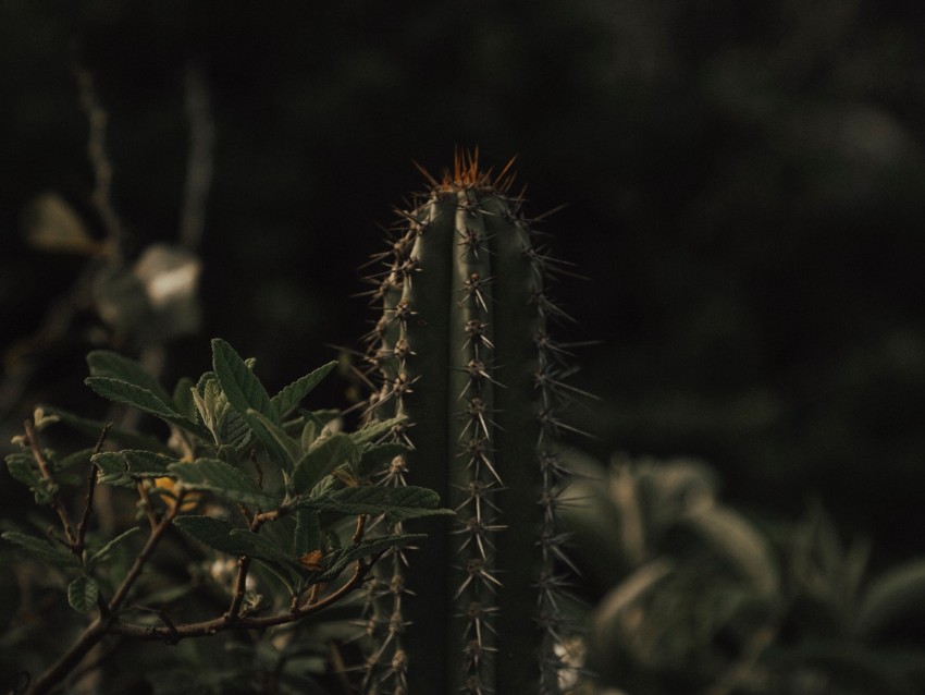 Cactus Spines Grass Leaves Background