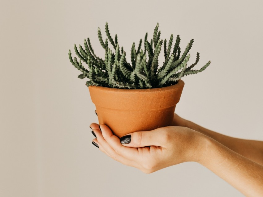 cactus, succulent, plant, pot, hands